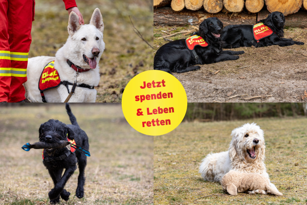 Die Rettungshunde der DLRG brauchen deine Unterstützung. Jetzt spenden.